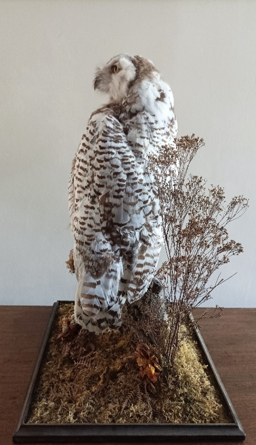 A Cased Taxidermy Snowy Owl, 1920’s (8).jpg